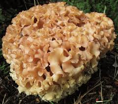 Attēlu rezultāti vaicājumam “Sparassis crispa”