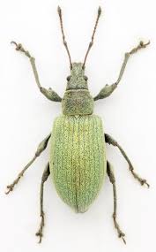 Attēlu rezultāti vaicājumam “Polydrusus tereticollis”