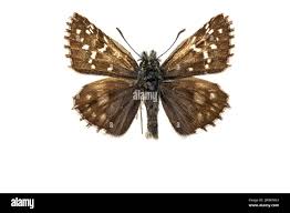 Attēlu rezultāti vaicājumam “Pyrgus serratulae underside”