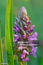Attēlu rezultāti vaicājumam “Dactylorhiza incarnata leaf”