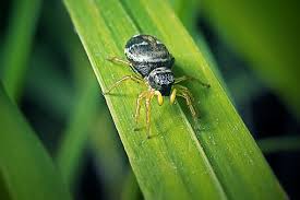 Attēlu rezultāti vaicājumam “Heliophanus sp.”