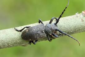 Attēlu rezultāti vaicājumam “Lamia textor”