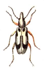 Attēlu rezultāti vaicājumam “Notoxus monoceros”