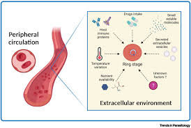 Attēlu rezultāti vaicājumam “Dianema depressum plasmodium”