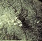 Attēlu rezultāti vaicājumam “Pucciniastrum areolatum”