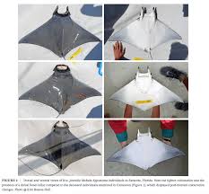 Image result for Mobula hypostoma