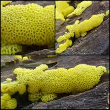 Attēlu rezultāti vaicājumam “Ceratiomyxa porioides”