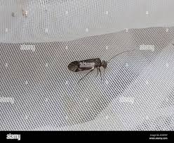 Attēlu rezultāti vaicājumam “Metylophorus nebulosus”