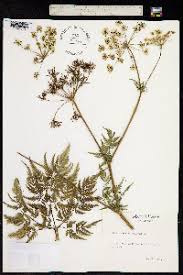 Image result for Chaerophyllum aureum