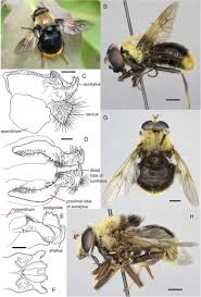 Attēlu rezultāti vaicājumam “Sericomyia lappona”