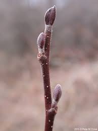 Attēlu rezultāti vaicājumam “Alnus incana female flower”