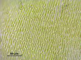 Attēlu rezultāti vaicājumam “Calliergon trifarium”