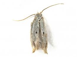 Attēlu rezultāti vaicājumam “Elachistidae”