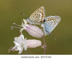 Attēlu rezultāti vaicājumam “Plebejus argus”