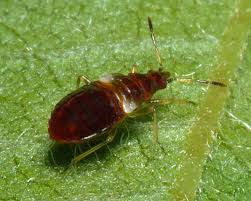 Attēlu rezultāti vaicājumam “Anthocoris nemorum”