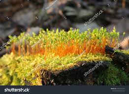 Attēlu rezultāti vaicājumam “Brachythecium”