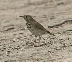 Image result for Catharus minimus