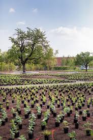 Image result for Piet Oudolf