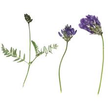 Attēlu rezultāti vaicājumam “Astragalus danicus flower”