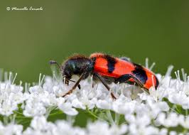 Attēlu rezultāti vaicājumam “Trichodes apiarius”