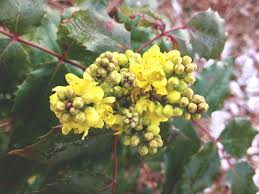 Attēlu rezultāti vaicājumam “Mahonia aquifolium bud”