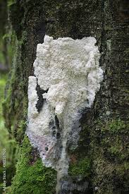 Attēlu rezultāti vaicājumam “Brefeldia maxima”