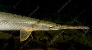 Image result for Lepisosteus osseus