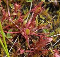 Attēlu rezultāti vaicājumam “Drosera anglica leaf”