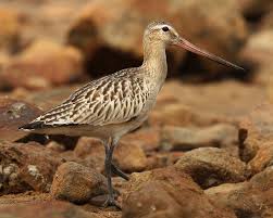 Attēlu rezultāti vaicājumam “Limosa lapponica adult”