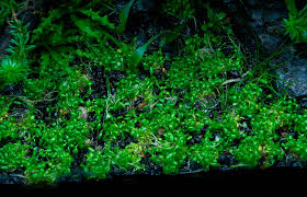 Attēlu rezultāti vaicājumam “Elatine hydropiper”