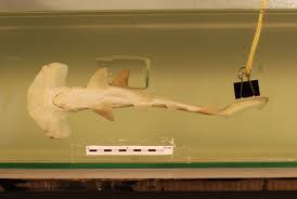 Image result for Sphyrna lewini