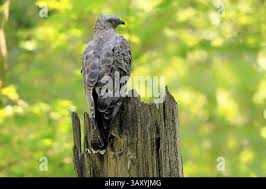 Attēlu rezultāti vaicājumam “Pernis apivorus adult”