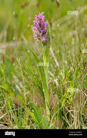 Attēlu rezultāti vaicājumam “Dactylorhiza cruenta flower”