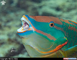 Image result for Sparisoma viride