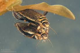 Attēlu rezultāti vaicājumam “Acilius sulcatus male”