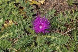 Attēlu rezultāti vaicājumam “Cirsium acaule”