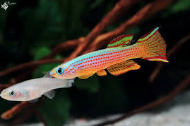 Image result for Aphyosemion