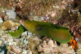 Image result for Gymnothorax vicinus