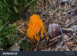 Attēlu rezultāti vaicājumam “Ramariopsis crocea”