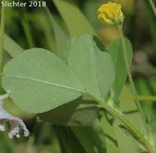 Attēlu rezultāti vaicājumam “Trifolium dubium leaf”