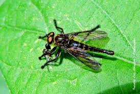 Attēlu rezultāti vaicājumam “Choerades sp.”