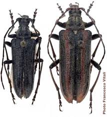 Attēlu rezultāti vaicājumam “Oxymirus cursor”