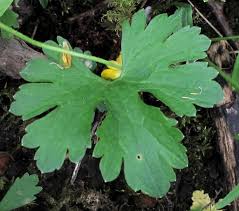 Attēlu rezultāti vaicājumam “Ranunculus auricomus”
