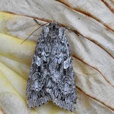 Attēlu rezultāti vaicājumam “Eurois occulta”