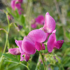Attēlu rezultāti vaicājumam “Lathyrus tuberosus”