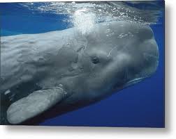 Image result for Physeter macrocephalus