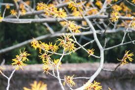 Attēlu rezultāti vaicājumam “Hamamelis mollis”