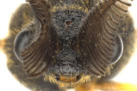 Attēlu rezultāti vaicājumam “Diprion pini female”