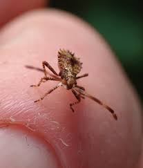 Attēlu rezultāti vaicājumam “Coreus marginatus nymph”