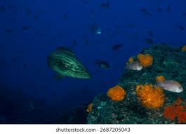 Image result for Epinephelus costae
